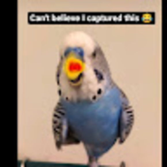 charliefanpag